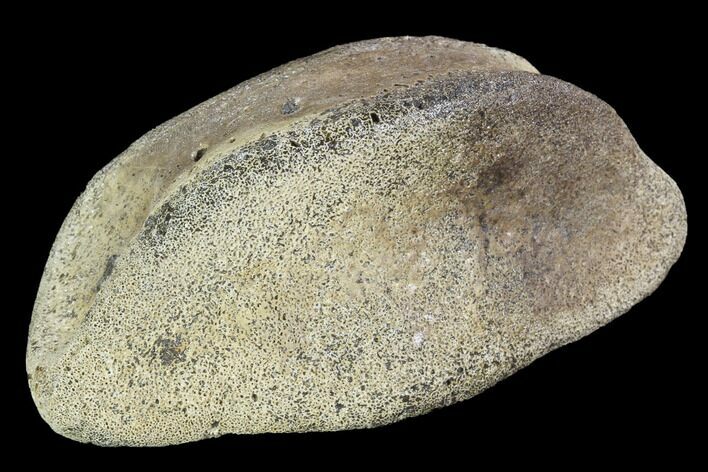 Hadrosaur Foot Bone - Alberta (Disposition #-) #100521